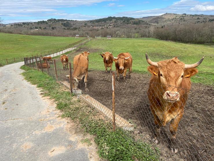 Os Bois da Granxa do Rexo. Foto: Fundación Ramón González Ferreiro.