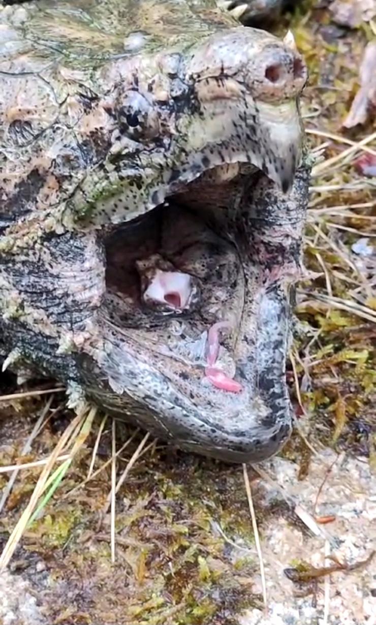 Caín, a tartaruga Caimán que se recupera en Marcelle Natureza tras vivir 4 anos nunha bañeira 
