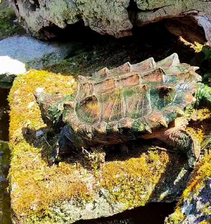 Caín, a tartaruga Caimán que se recupera en Marcelle Natureza tras vivir 4 anos nunha bañeira / Marcelle Natureza