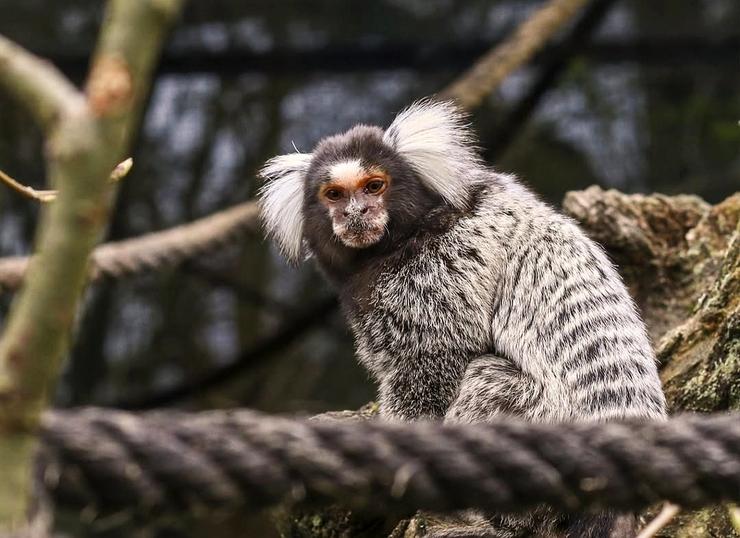 Golliat e Burriana, os titís de Marcelle Natureza / Marcelle Natureza
