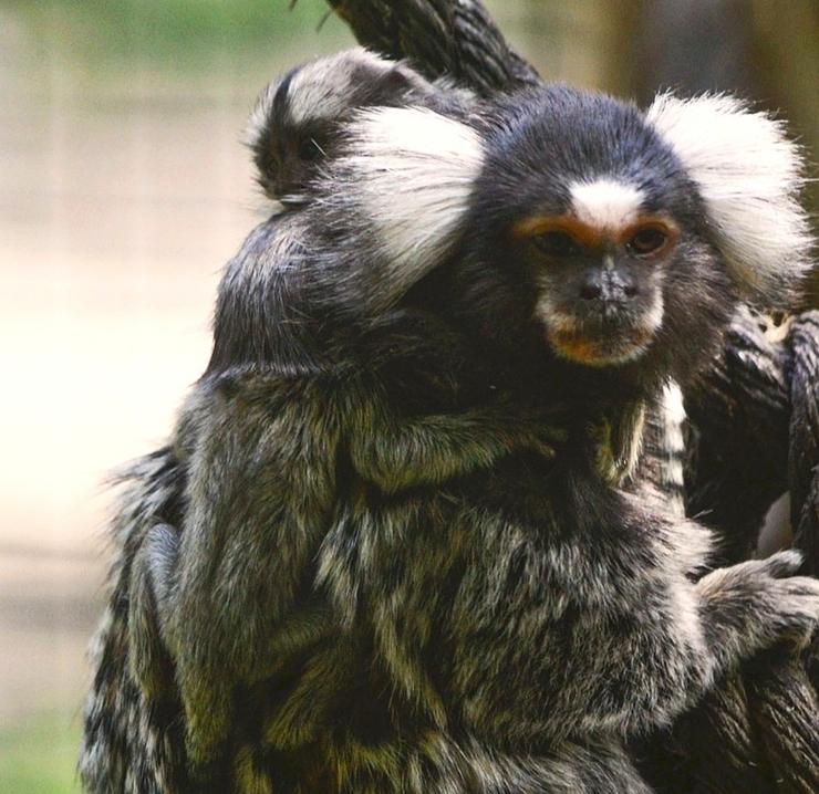 Os titís de Marcelle Natureza coas súas crías 
