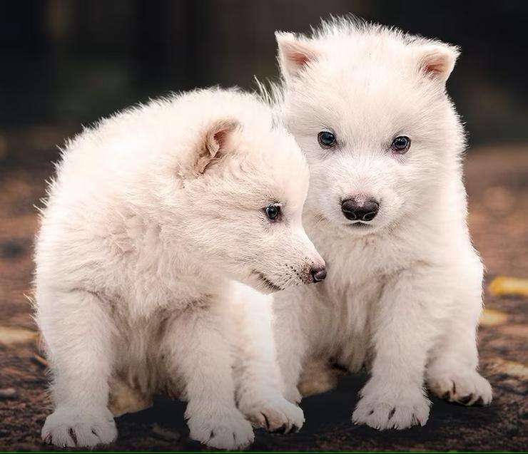 Rómulo e Remo, os dous exemplares de lobo terrible creados por Colossal Biosciences 