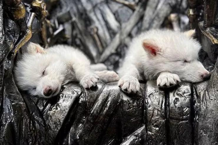 Rómulo e Remo, os dous exemplares de lobo terrible creados por Colossal Biosciences 