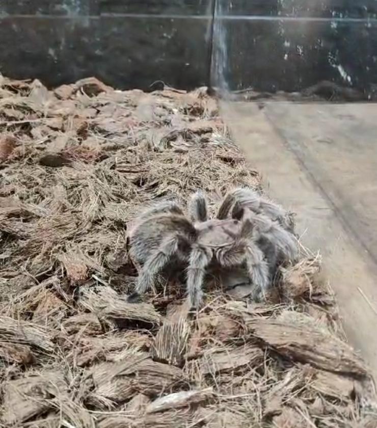 Tarántula rescatada da catividade en Marcelle Natureza 