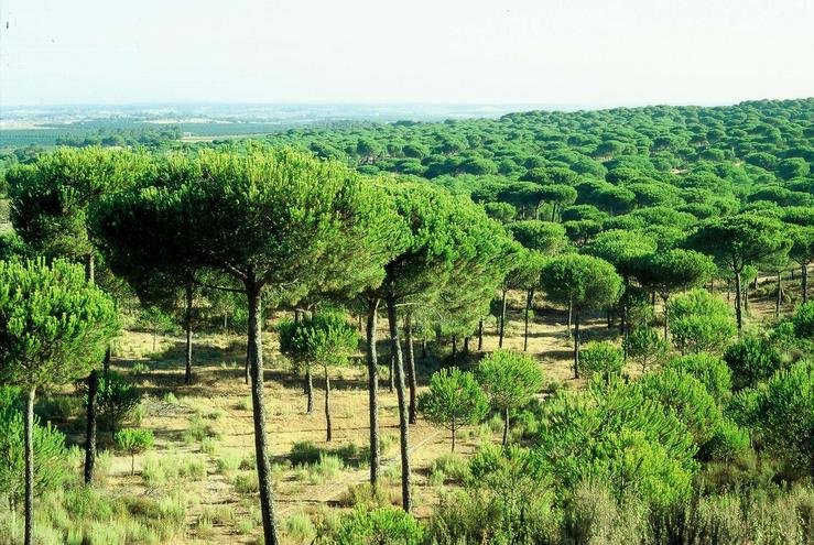 Piñeiral de Cartaya / EUROPA PRESS