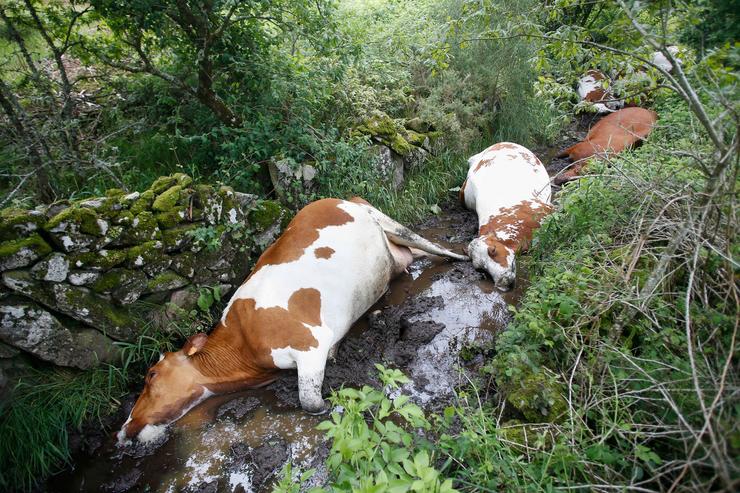 Imaxe das vacas falecidas este domingo tras sufrir o impacto dun raio 