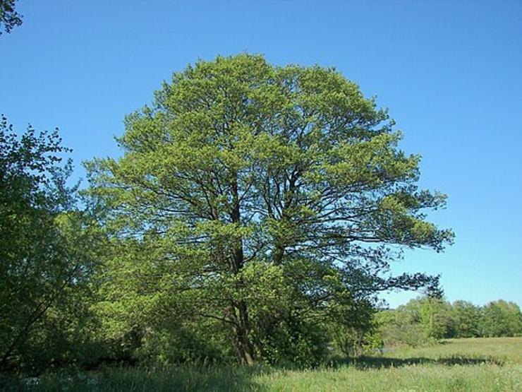 Árbore Alnus Glutinosa / Commons