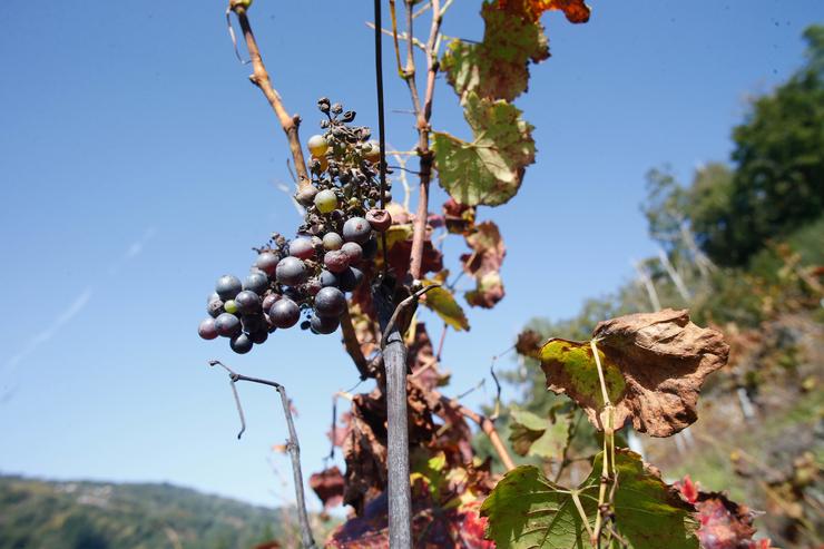 Acio de uvas nunha vide, a 1 de novembro de 2024, en Sober 