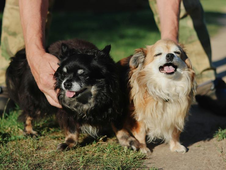 Animais de compañía.