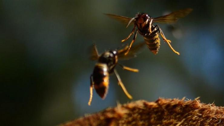 Exemplares de vespa velutina / DUVI-UVIGO