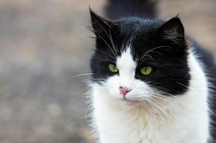 Arquivo - Imaxe dun gato. Foto de arquivo.. PACMA - Arquivo