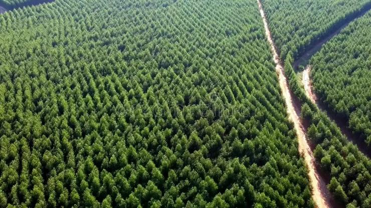 Vista aérea dunha plantación de eucaliptos 