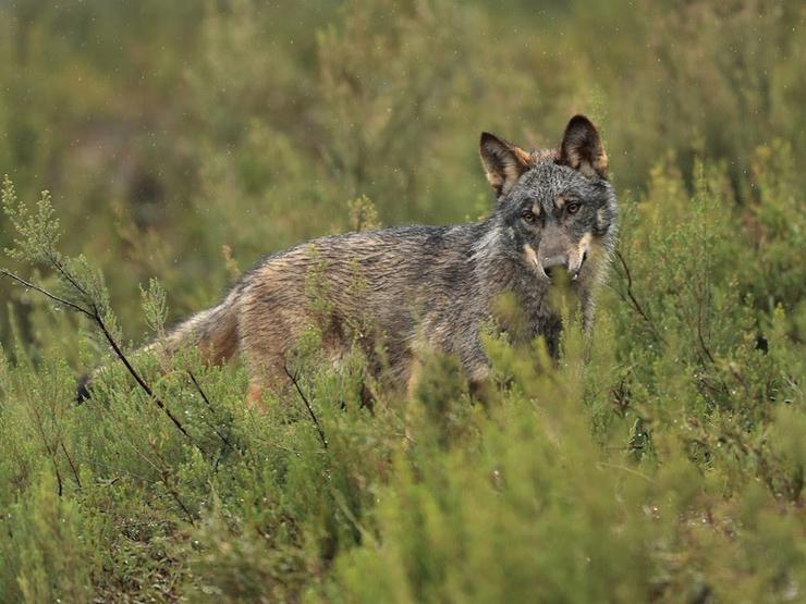 Un lobo ibérico nunha paisaxe verde.. ADEGA 