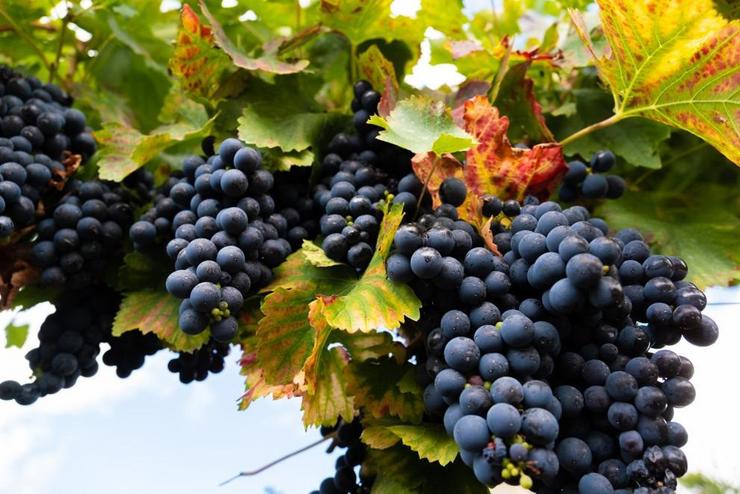 Viñedo. XUNTA 