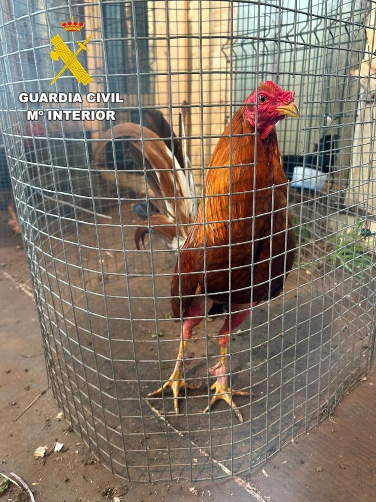 Un dos galos utilizados en pelexas ilegaias inacuatados na operación Lecoq 