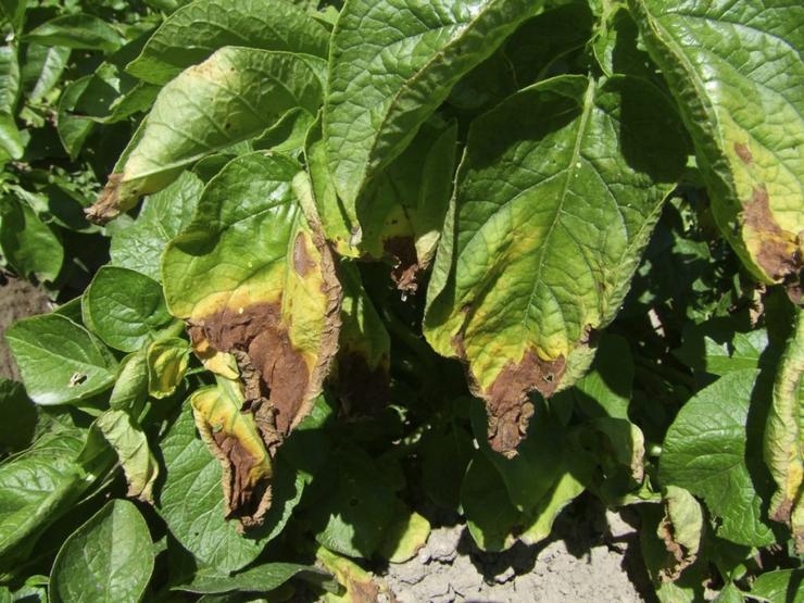 Follas de plantas de pataca afectadas polo mildiu 