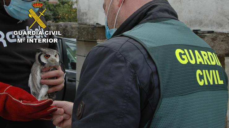 Exemplar de ave rapaz incautado no marco da Operación Pihuela en Galicia 