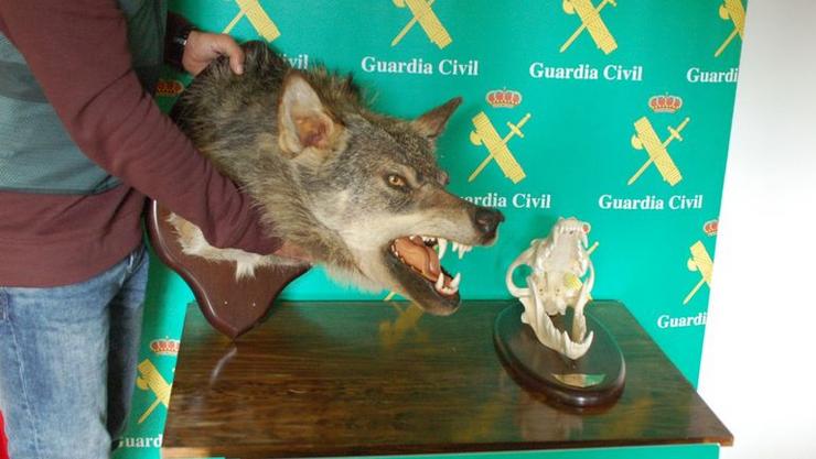 Trofeo de lobo obtido ilegalmente nunha cazaría na Gudiña / Garda Civil