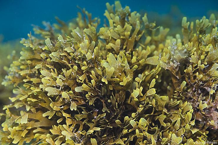 Alga rugulopteryx okamurae 