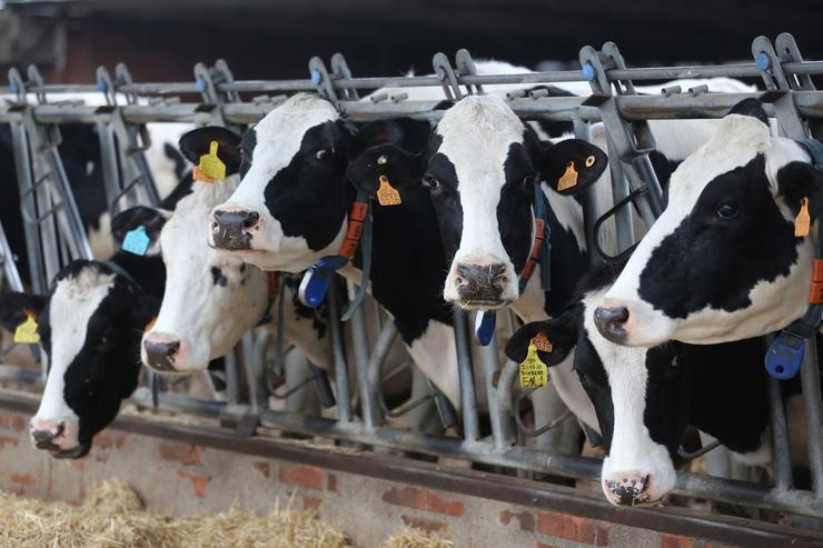 Varias vacas leiteiras, da raza bovina frisoa, comen penso e cereais, nas instalacións da granxa, Sociedade Agraria de Transformación (SAT) Irmáns Miguel, a 19 de marzo, en Talavera de la Reina, Toledo 