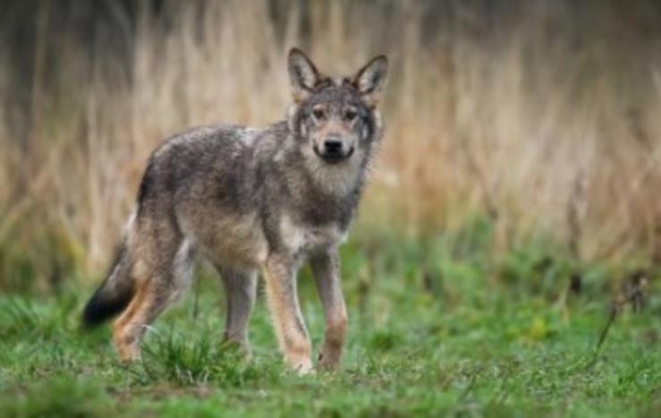 Un lobo 