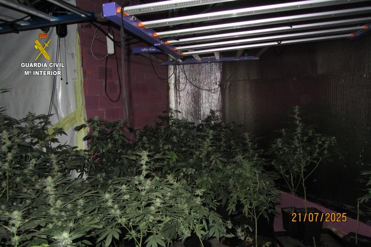 Plantación de marihuana interior incautada en Valga (Pontevedra) en xullo de 2025.. GARDA CIVIL 