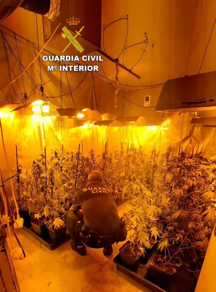Plantación de marihuana.. GARDA CIVIL DE PONTEVEDRA / Europa Press