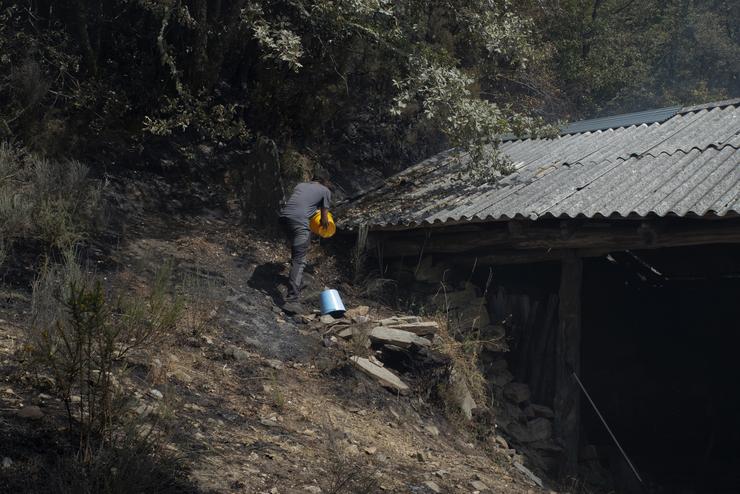 Gandeiro propietario de algo máis de cen vacas en Teixeira, tenta sufocar o lume nun dos refuxios dos animais, a 10 de agosto de 2025, en Maceda 