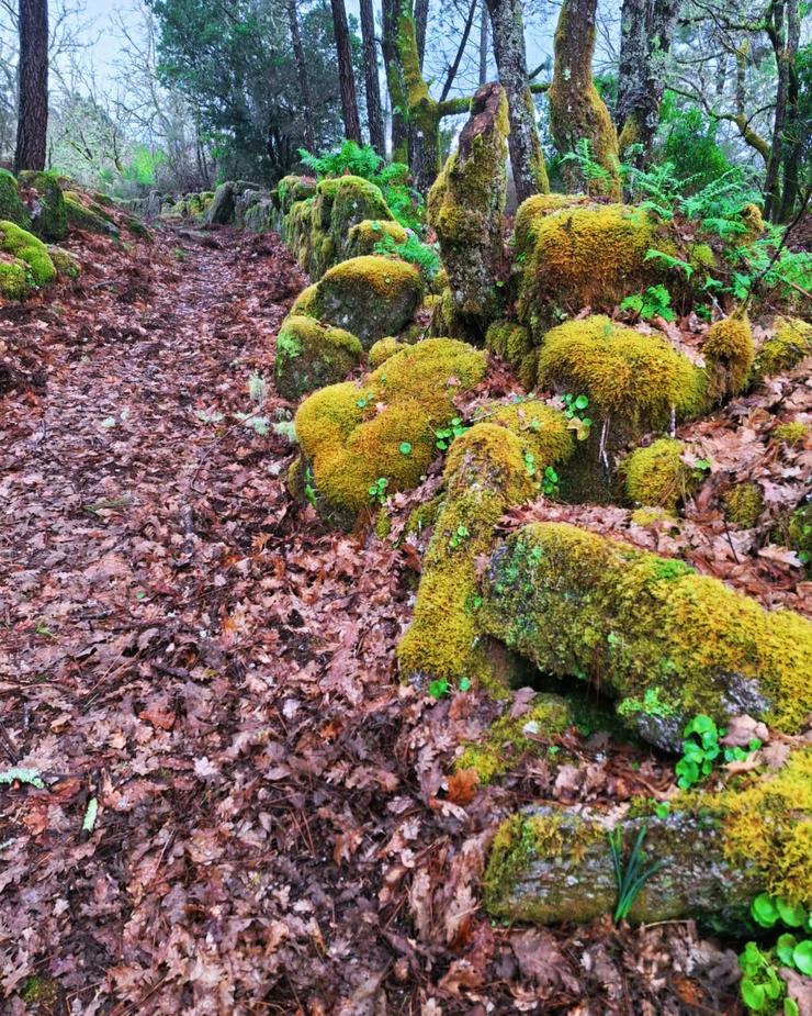 Bosque de Ridimoas 