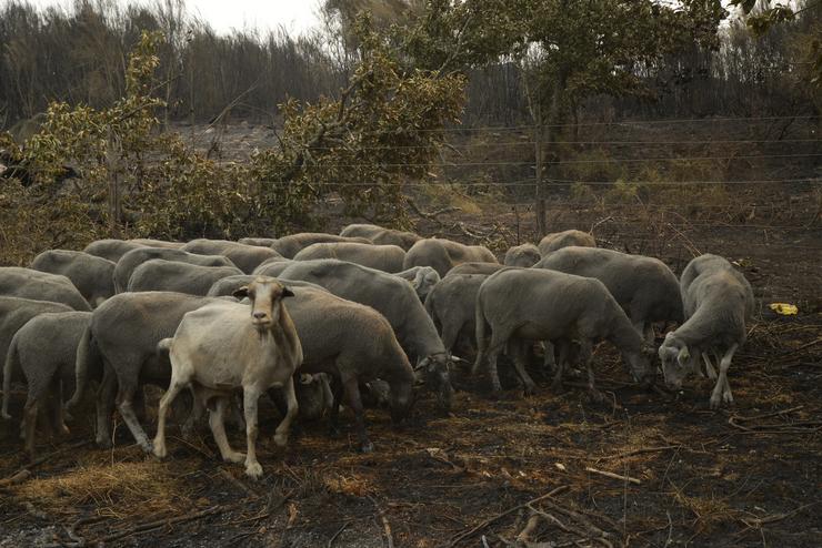 Ovellas sobreviventes do lume na Caridade. Rosa Veiga 