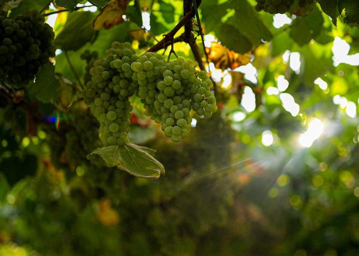 Arquivo - Varias uvas colgando dunha parra nunha das leiras da adega Señorío de Sobral, a 8 de setembro de 2023, en Cambados, Pontevedra, Galicia (España).. Elena Fernández - Europa Press - Arquivo / Europa Press