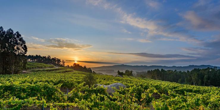 Imaxe dun viñedo.. DO RÍAS BAIXAS / Europa Press