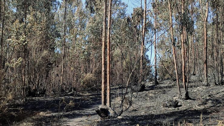 Así queda o monte despois dun incendio forestal 