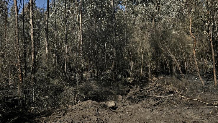 Así queda o monte despois dun incendio forestal 