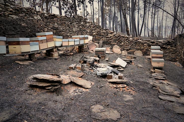 Así quedaron as colmeas de José Antonio Pazos tras o paso do voraz incendio que calcinou os montes de Souteliño 