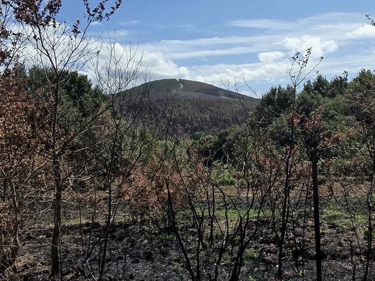 Cortalumes en Souteliño (Laza) 