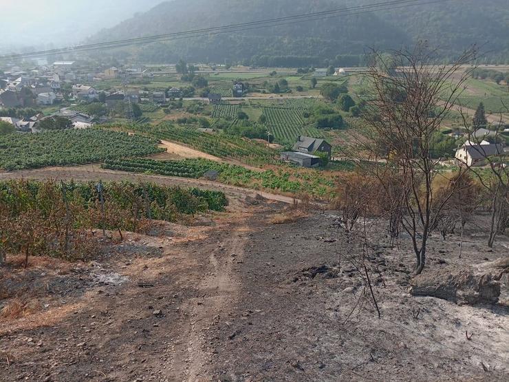 As viñas resistiron a voracidade das chamas e serviron de cortalumes 
