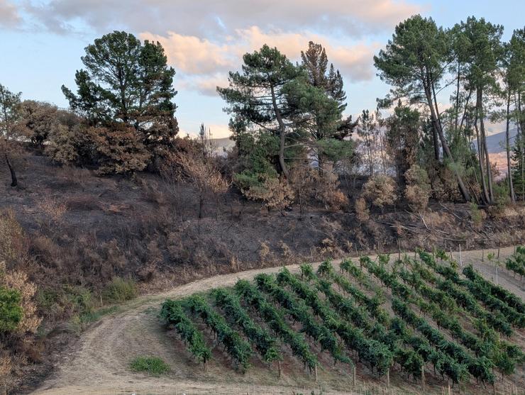 As viñas da Adega Valdesil resisten entre a desolación dos lumes 