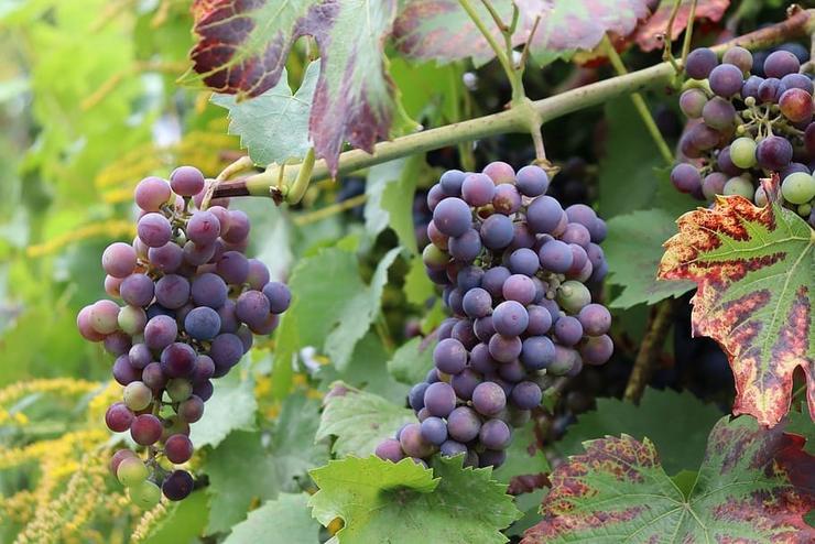 Viñedo 